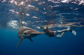 chiêm bao thấy đang bơi với cá mập