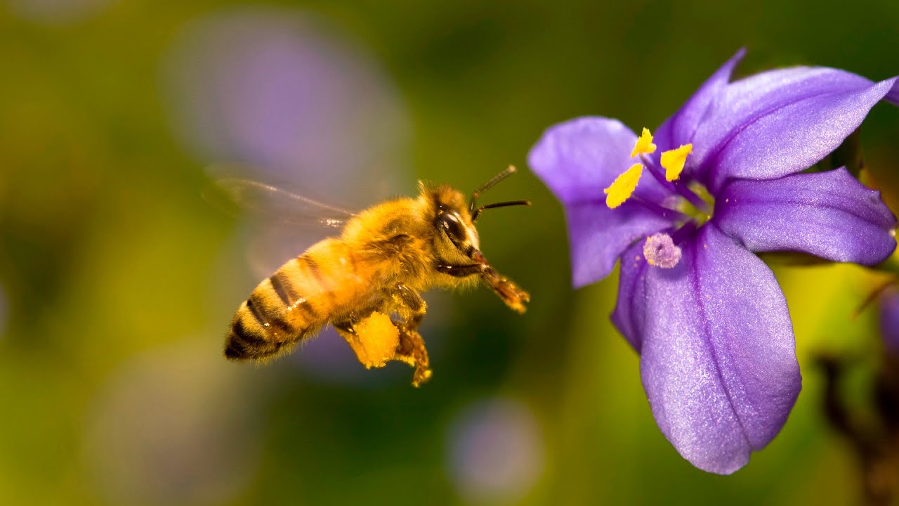chiêm bao thấy ong đang lấy nhụy hoa