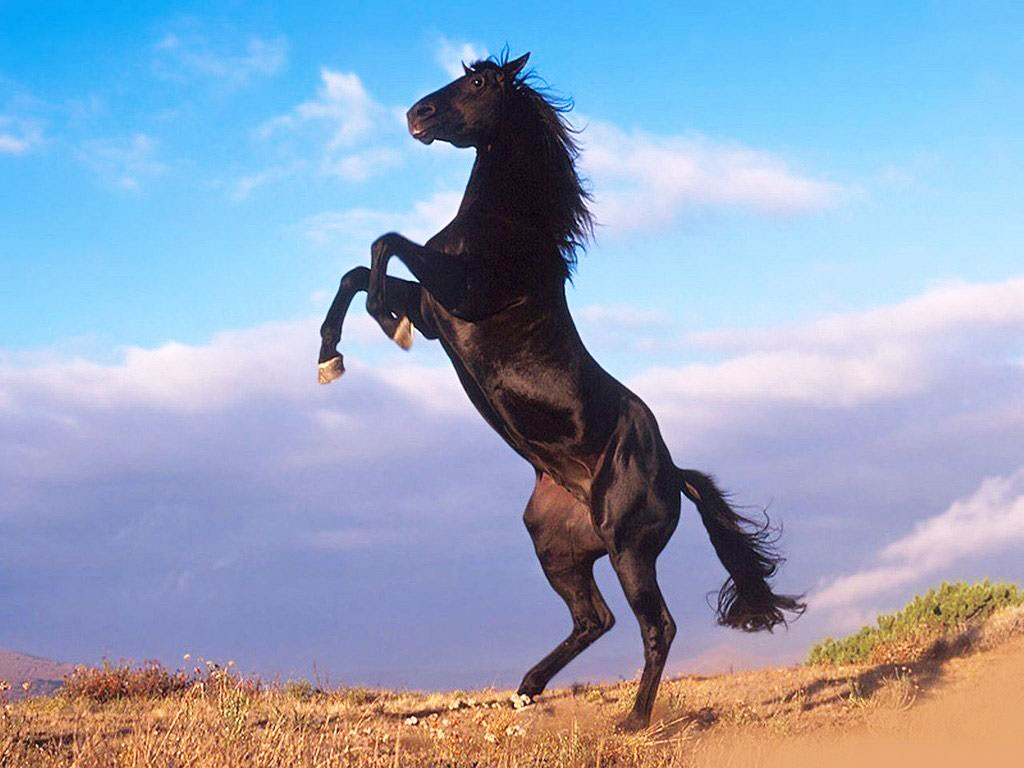 chiêm bao thấy ngựa đen