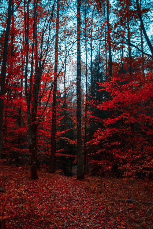 mơ thấy rừng thông màu đỏ